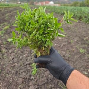 Planta de orégano verde en mano con guante, cultivada en campo con montañas al fondo