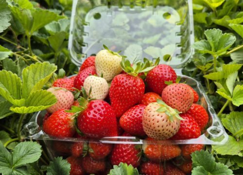 Frutilla-bandeja Frutilla-bandeja