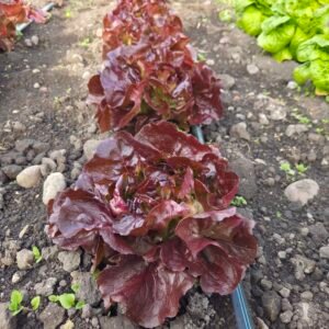 Lechuga francesa roja creciendo en un huerto, hojas moradas en suelo con piedras y riego por manguera