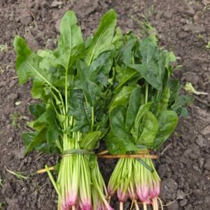 Manojo de espinacas con hojas verdes y tallos rosados, recién cosechadas en huerto con tierra.
