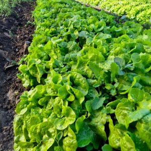 Lechuga marina verde