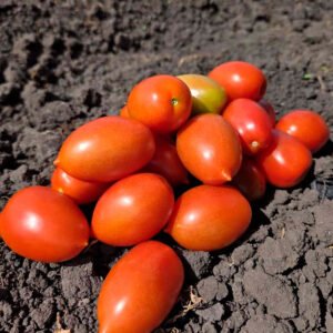 Tomate-cherry-Romanita