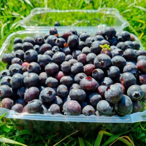 Arándanos Bandeja 500g Arándanos frescos