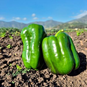 morron-Pimentón-verde