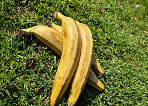 platano barraganete platano barraganete