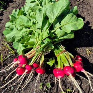 Rábanos punta blanca