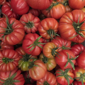 Tomate monterosa limachino