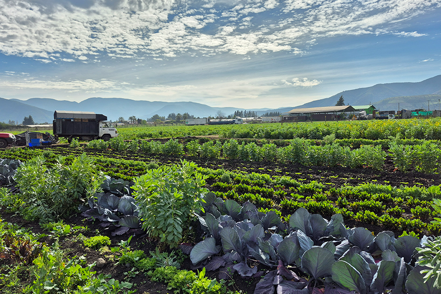 AGROECOLOGICO Y ORGANICO VS GENERAL