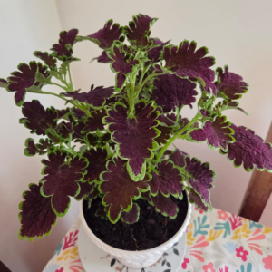 Coleus Crespo con macetero