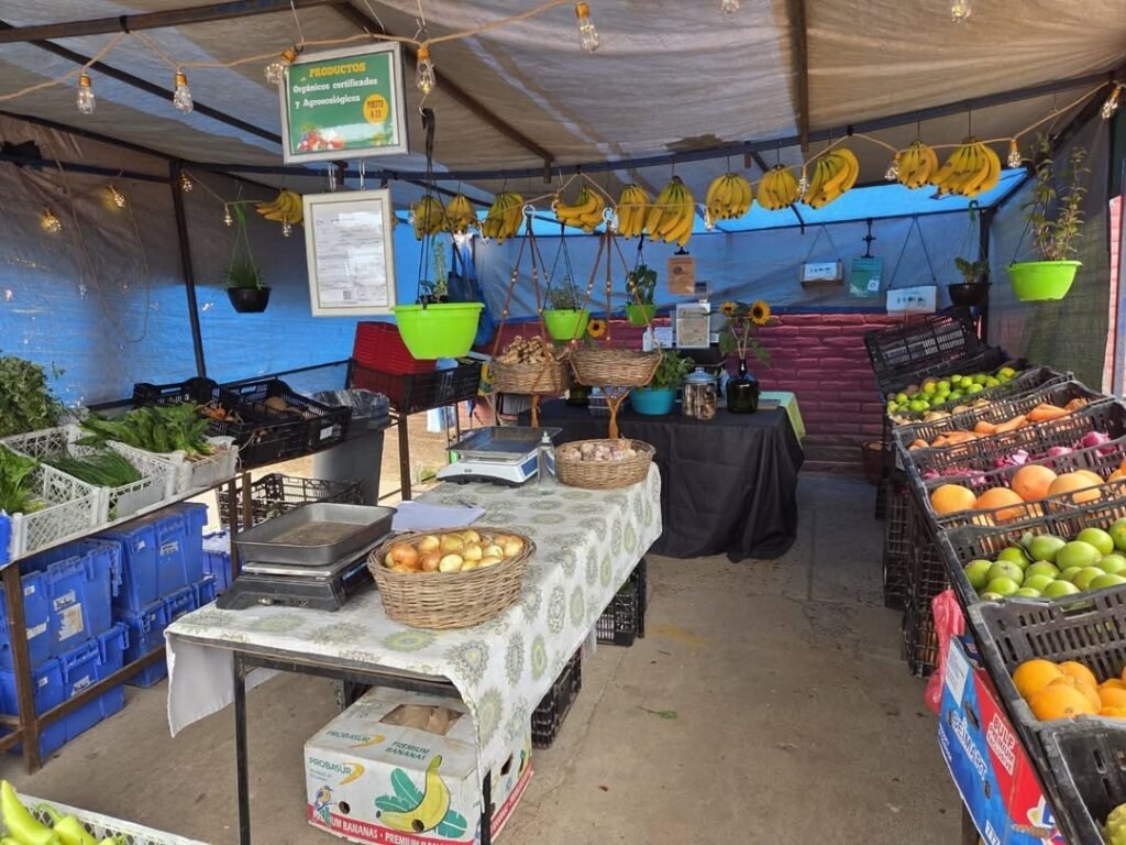 feria concon organica verduras t frutas organicas