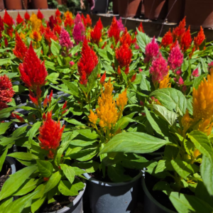 Celosia de colores