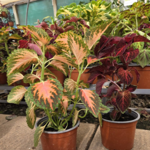 Coleus mis