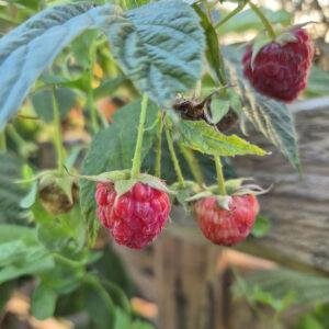 Frambuesa congelada 500gr