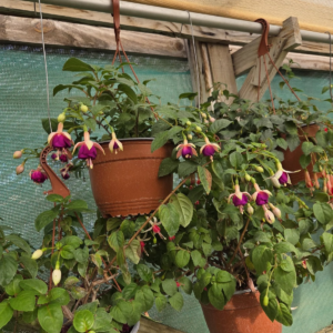 Fuchsia C19