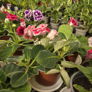 Gloxinia de colores