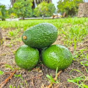 Palta Hass chilena firme