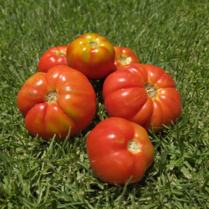 Tomate limachino antiguo