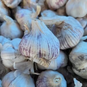 Ajo chileno x cabeza