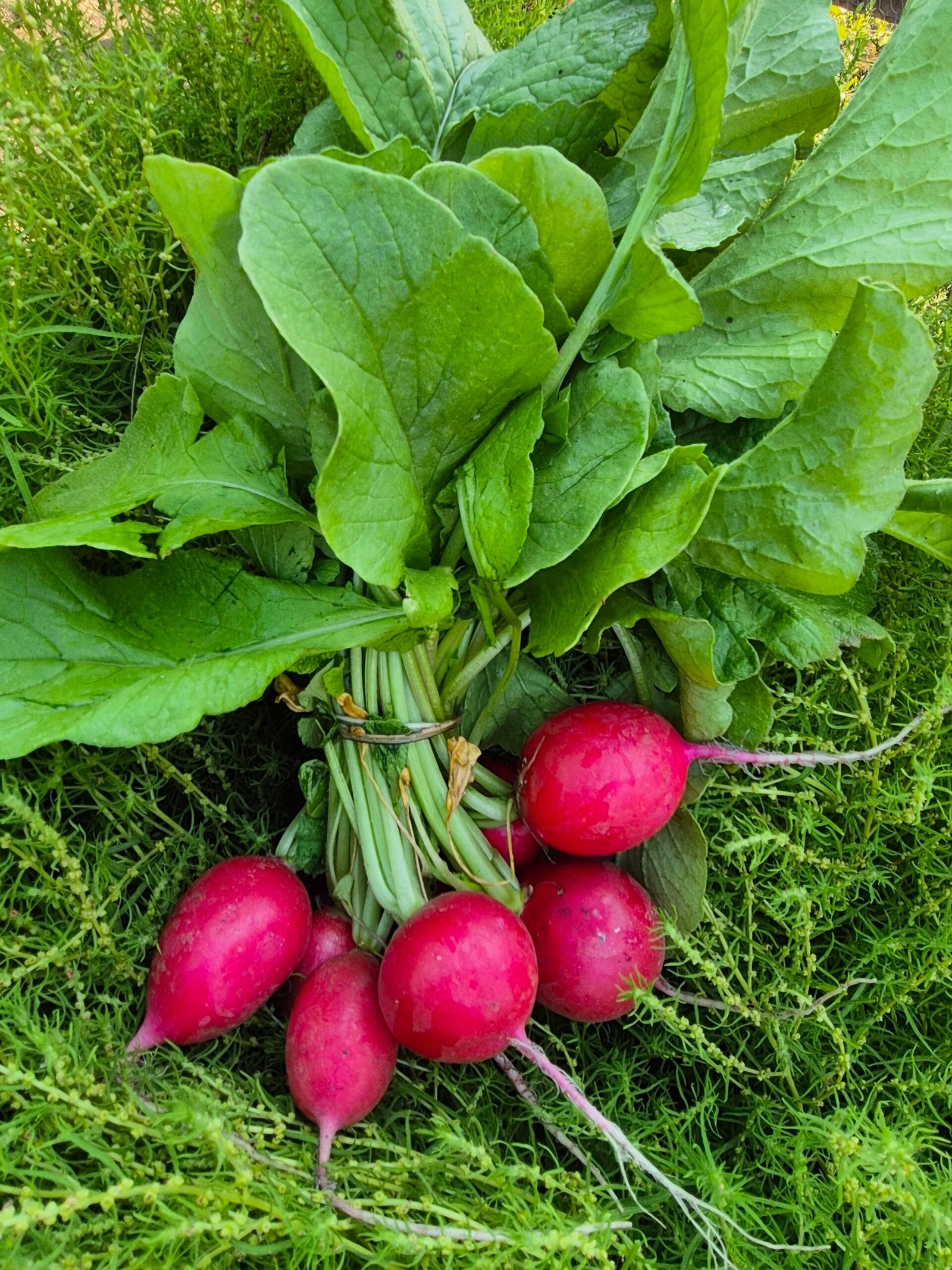 Rábanos coralito rojo A