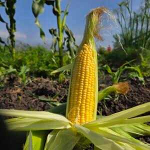 Choclo americano Agroecológico