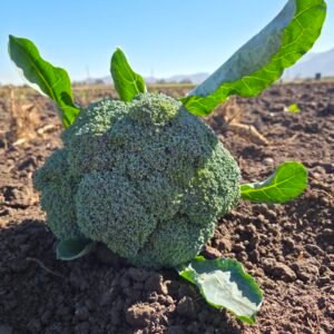 Brócoli A