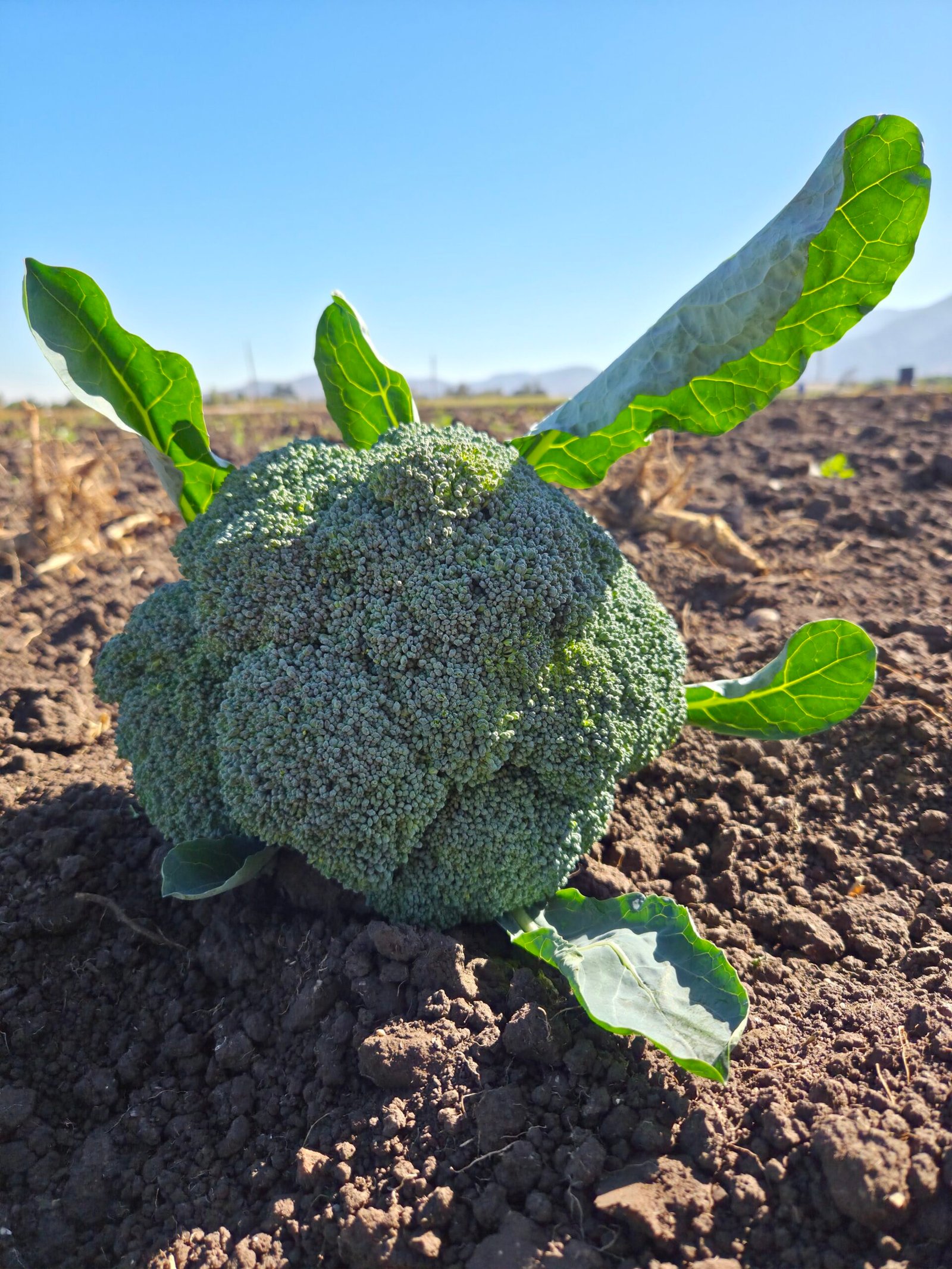 Brócoli A