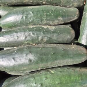 Pepino (Arica)