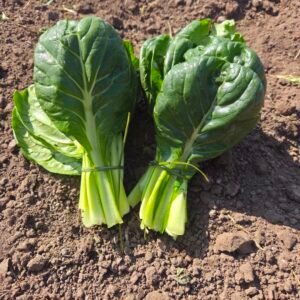 Tatsoi verde