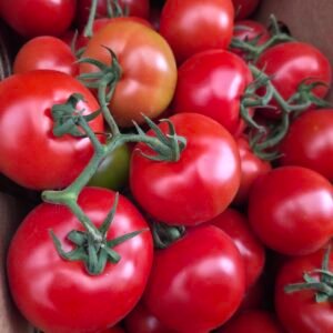 Tomate Racimo KG