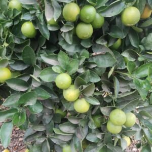 Limón lima beer KG