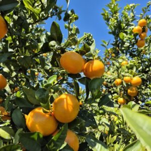 Mandarina KG