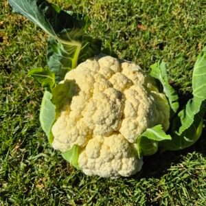 Coliflor