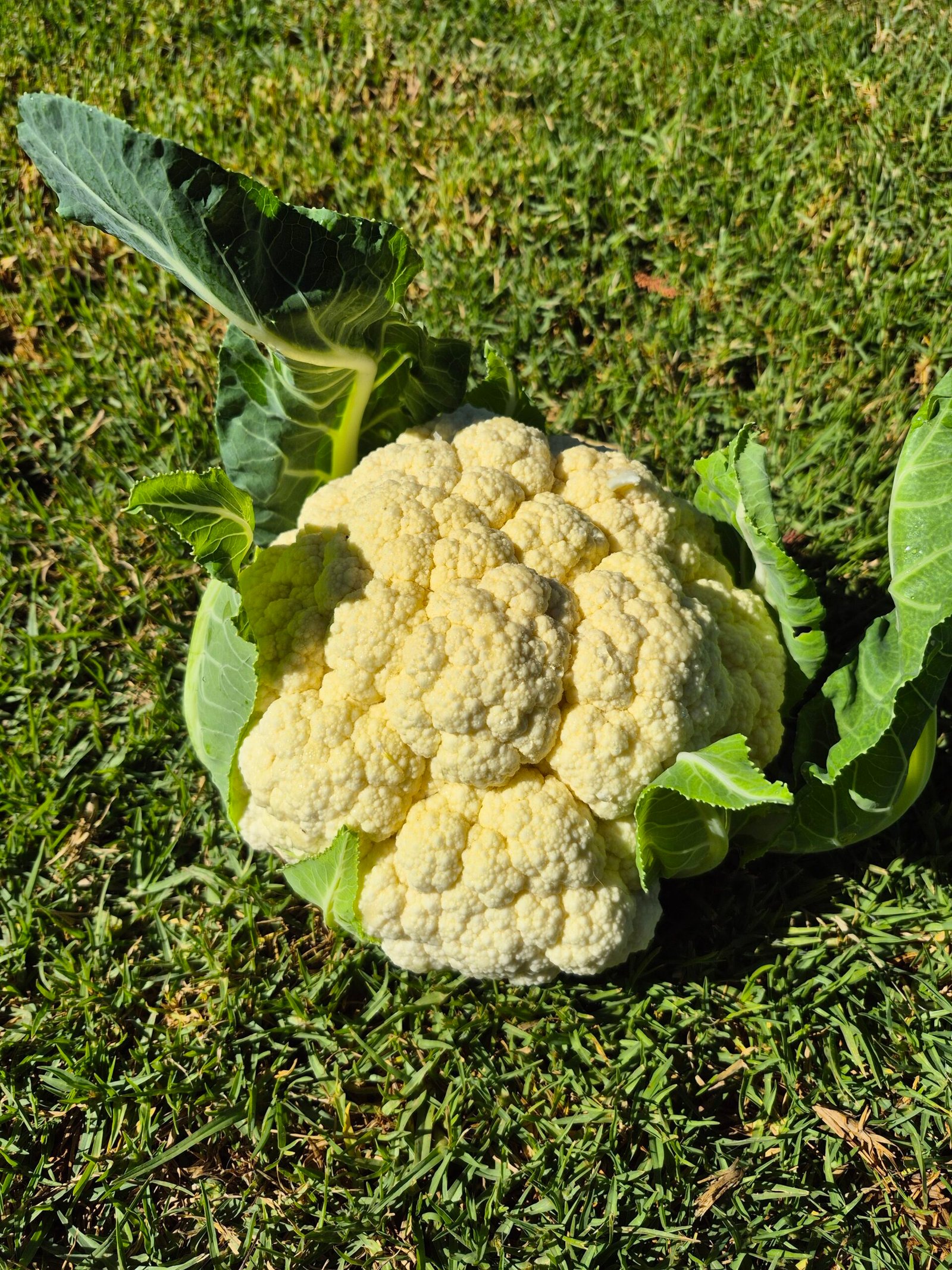 Coliflor
