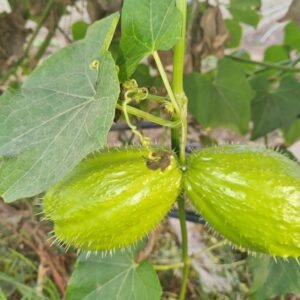 Caigua chilena