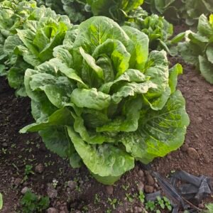 Lechuga chilena