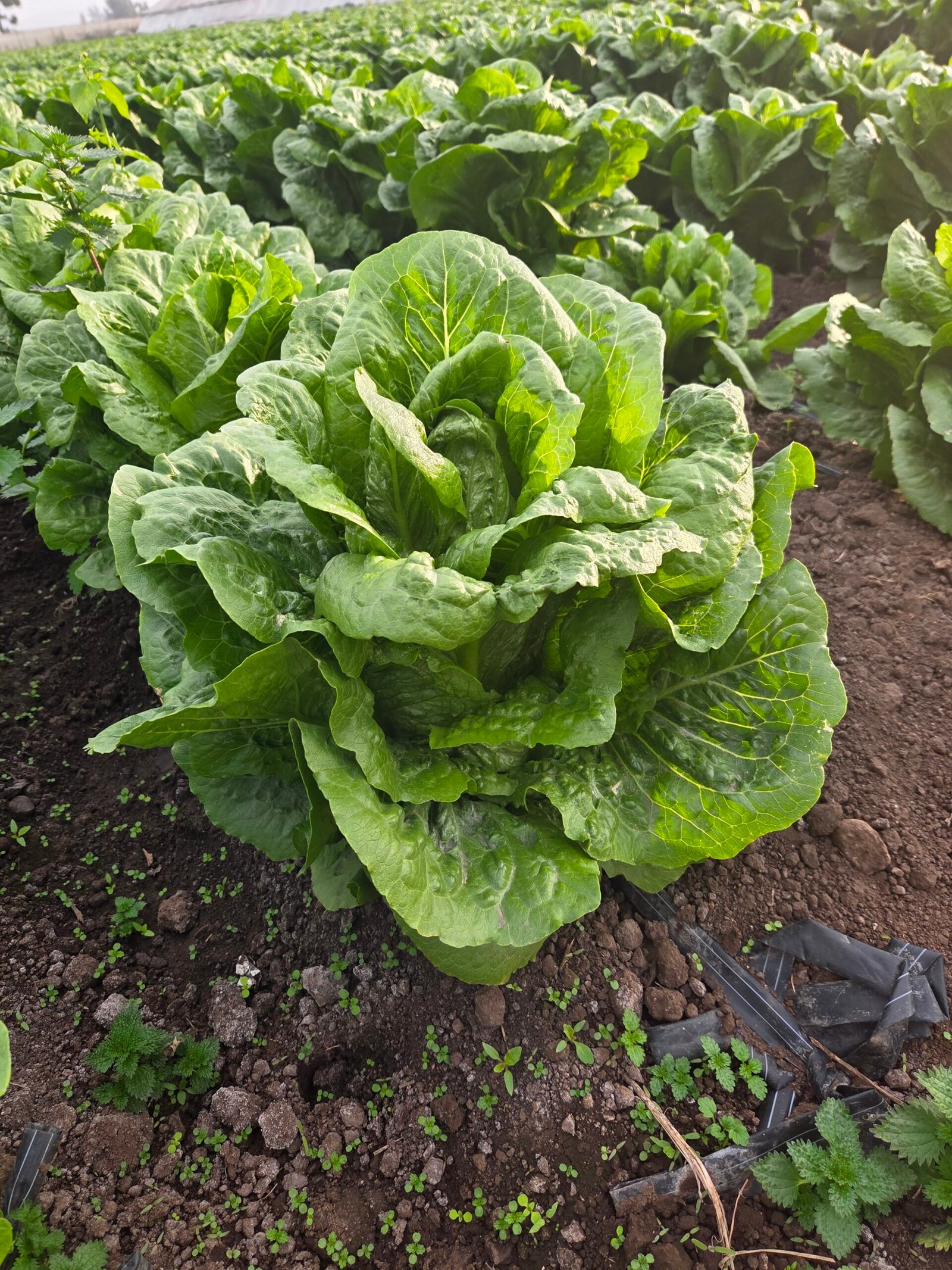 Lechuga chilena