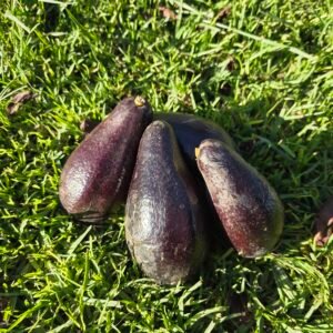 Palta negra de la cruz Agroecológica KG