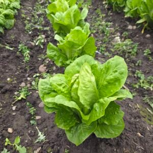 Lechugas costina en huerto, hojas verdes creciendo en suelo húmedo con hileras de cultivo