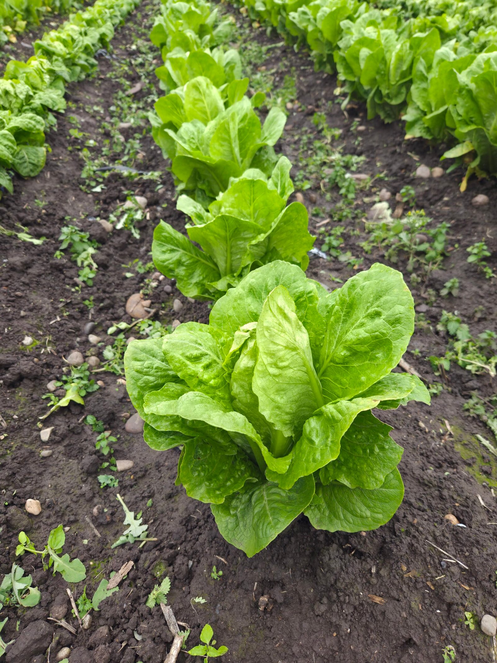 Lechugas costina en huerto, hojas verdes creciendo en suelo húmedo con hileras de cultivo