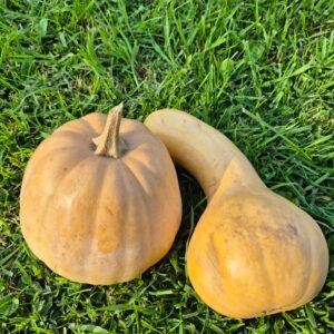 zapallo butternut KG