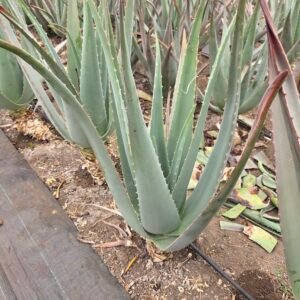 Aloe vera
