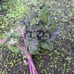 Racimo de kale morado con raíces y hojas, junto a un lecho de plantas verdes brotando en el suelo