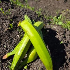 Platano barraganette verde KG