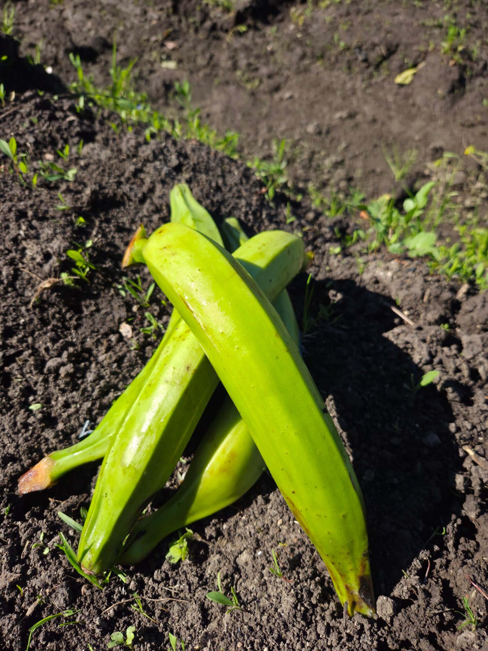 Platano barraganette verde KG