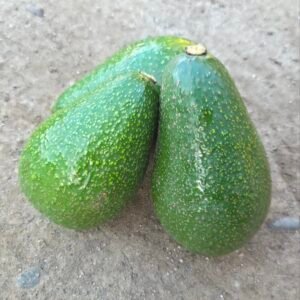 Palta Edranol firme KG A