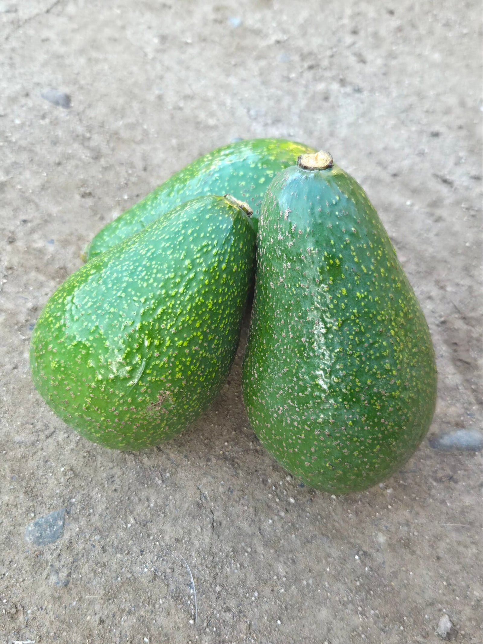 Palta Edranol firme KG A
