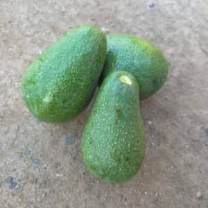 Palta Fuerte firme KG A