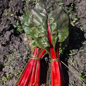 Acelgas rojas recién cosechadas, atadas y con hojas verdes en la tierra del huerto