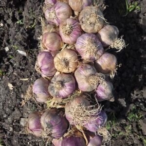 Bulbos de ajo chileno morados recién cosechados, con raíces y hojas secas sobre tierra.