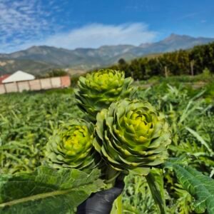 Mano con alcachofas verdes en un huerto, con montañas y cielo azul al fondo.
